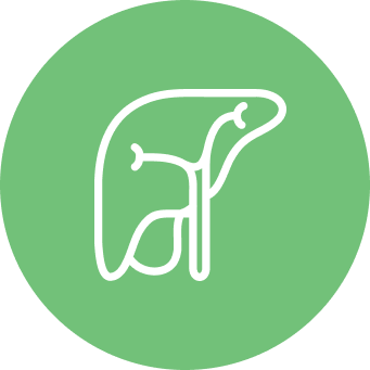 Liver Support